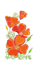 california poppies in San Diego